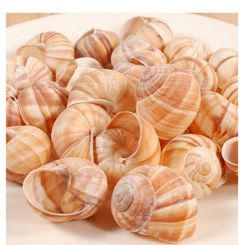 Big Empty Snail Shells - Vrac (1150 Pcs)